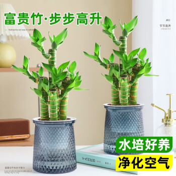 京悠雨德国品质富贵竹盆栽竹步步高办公室内外植物水培好养桌面绿植四季 A级富贵竹(早安自吸水盆) 含盆