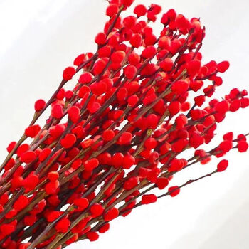 勋狸粑银柳真花鲜枝春节年宵花卉水培植物干花红色银柳客厅室内装饰