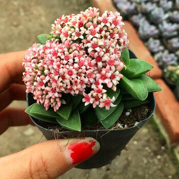 花络阁多肉植物【小青衣】奇趣绿植花卉防辐射盆栽带盆栽好肉肉 简易