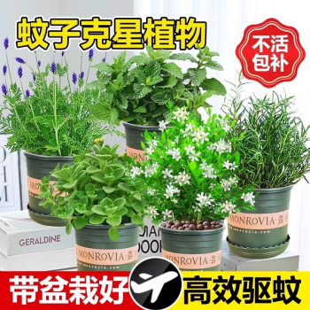 京悠雨德国品质蚊子克星植物祛蚊驱蚊草植物室外室内薄荷种植苗可食用防 【驱蚊神器】驱蚊草小苗1盆(原土发货)+送肥 不含托盘