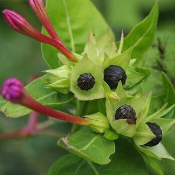 四季种植物种子花子胭脂花紫茉莉庭院花卉夏易活花籽路边户外驱蚊 紫