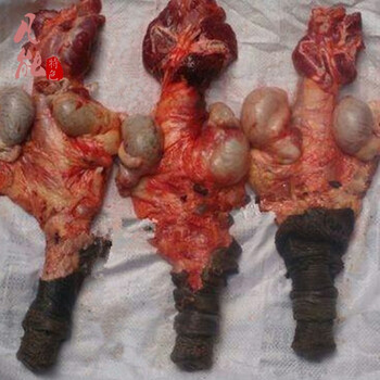 新鲜生驴鞭纯驴鞭驴宝泡酒驴鞭农家带蛋河北特产鲜驴肉 1000g 3斤带