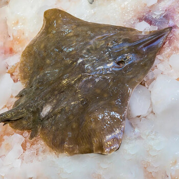老板鱼斤各规格新鲜海鱼平鱼鲽鱼鳐鱼老头鱼 1.2-1.5斤/条 1条