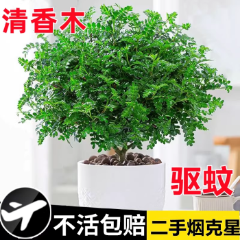 京悠雨德国品质正宗清香胡椒木盆栽花卉室内外驱蚊草植物树苗老桩盆景九 6年清香胡椒木大苗(原土无盆)+肥料 含盆