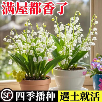 京悠雨德国品质铃兰花苗带芽带根盆栽植物种球耐寒室内外花卉绿植四季开 铃兰5棵单颗