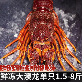 台域鲜活急冻 澳洲大龙虾 红龙 波士顿龙虾 古巴龙虾 花龙虾 海鲜水产