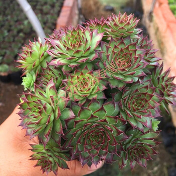 长生草属办公室内净化空气美观易养花卉盆栽 铁观音多头群生10-12cm