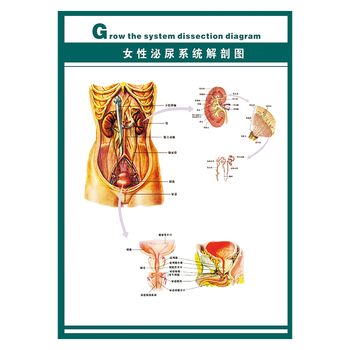 wsa12-08 女性泌尿系统解剖图 100*70厘米 覆膜防水pp贴纸