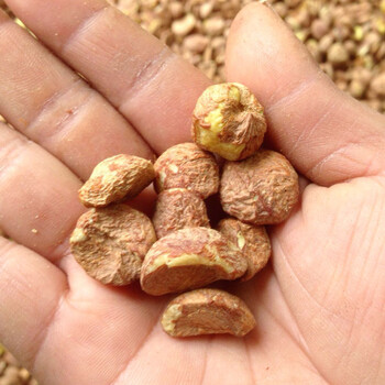 野生茶籽仁油茶籽仁剥壳山茶籽肉去壳榨油原料茶籽果500g仔子农家