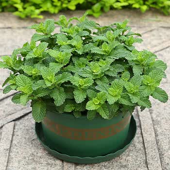 京东云仓当日发货现货种子适合冬天播种的花种籽子室内四季开花的花种子植物冬季易活绿色猫薄荷30粒 图片价格品牌报价 京东