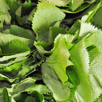 2022年新鲜马蹄叶特产朝鲜族野菜1斤 1000g