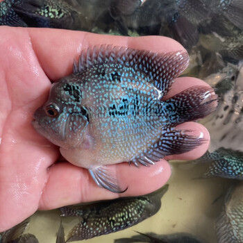 热带观赏鱼龙鱼配鱼活体渔场直销 7-8cm元宝罗汉1条/起头【图片 价格