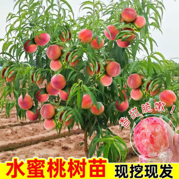 御春阁果树苗 桃树苗盆栽桃树苗嫁接桃树苗桃树树苗当年结果苗桃子树苗嫁接桃子苗 黄金脆桃4年苗 5年苗