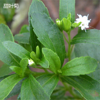 甜叶菊香草盆栽绿植喜阴室内盆栽 甜叶菊9cm盆径苗 含盆