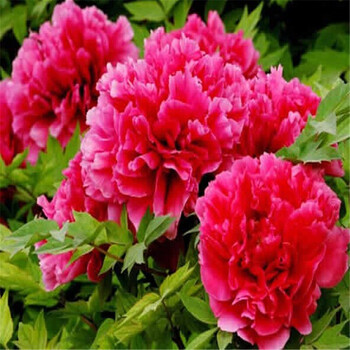 盆栽地栽植物 六年牡丹大苗阳台庭院室内花卉绿植 中国红 不含盆