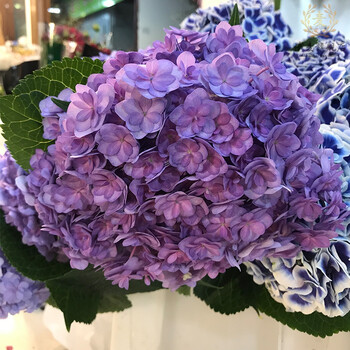 婚礼婚庆商务水养鲜切花插花装饰摆件朋友结婚 荷兰绣球重瓣紫色一支