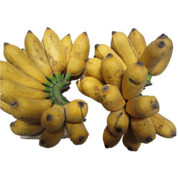 【每满39减8】新鲜农家水果广西小米蕉鸡蕉香蕉芭蕉