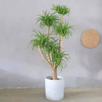 龙血树大型绿植多头单杆老桩造型龙须树耐阴观叶植物网红室内盆栽伴芽