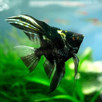 小型热带观赏鱼秘鲁神仙熊猫神仙鱼斑马神仙宠物鱼活体 云石神仙鱼