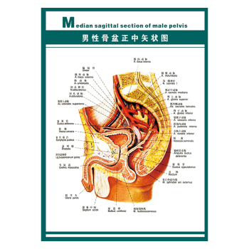 结构图示意图解剖图墙贴画覆膜防水贴纸wsa12wsa1202男性盆骨正中矢状