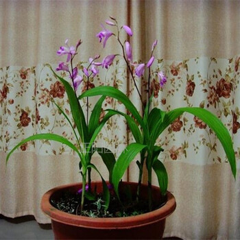 中草药苗野生中药材苗 花卉绿植盆栽植物白芨苗 紫花三叉大花白芨种苗