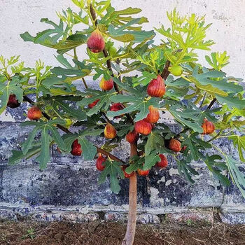 御春阁 无花果树苗果树苗波姬红盆栽地栽南北方四季种植当年结果发货 波姬红 日本紫果5年苗 6年苗以上结果多多