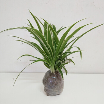 盆栽花卉绿植水培植物金边吊兰青叶吊兰金心吊兰办公室盆栽植物 金边