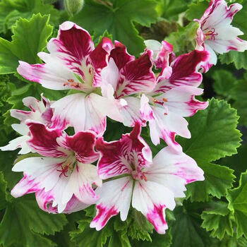 天竺葵花苗日本碗四季开花阳台庭院室内盆栽花卉植物直立天多花 天使