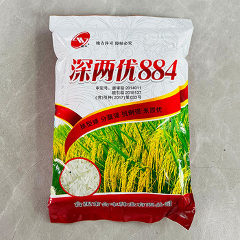 细辛稳产水稻种孑泰国香米夏四季杂交水稻种籽大田稻谷种子长粒珍珠米