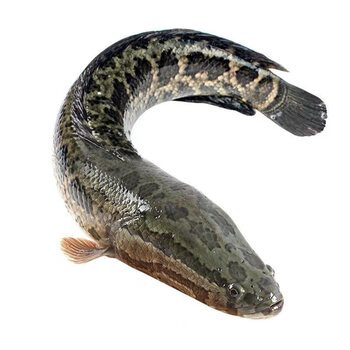 安峰山黑鱼洪泽湖淡水鱼新鲜活乌鱼财鱼蛇头鱼生鱼活鱼现杀 1条【750