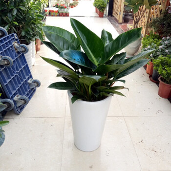 花卉绿植 大型绿植 姜芮 逍遥办公室内客厅落地大植物金钻盆栽净化