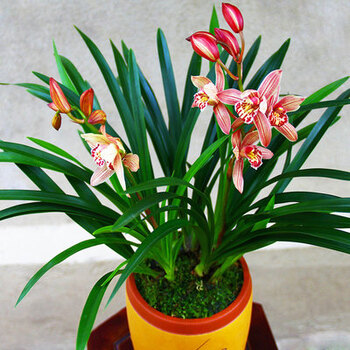 红贵妃 矮种盆栽室内四季浓香好养花卉观花易活兰花苗 状元红3苗(收藏