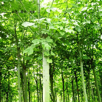 梧桐树苗绿化苗木青桐梧桐青桐树苗中国梧桐梧桐树苗桐麻梧桐树风景