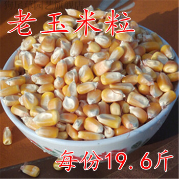 狗尾草喂鸽子小粒玉米粒10斤东北干老玉米粒大粒苞米斤玉米玉米粒大粒19 6斤 图片价格品牌报价 京东
