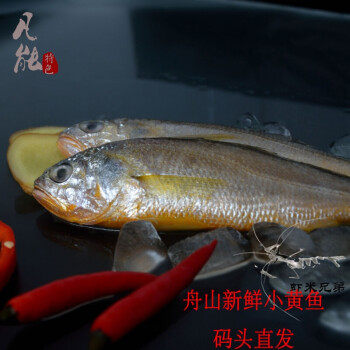 舟山野生新鮮小黃魚 黃花魚 大梅魚深海鮮活大黃魚6-8條