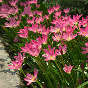 大花葱兰 韭兰球根花卉 庭院护坡地被植物 葱莲菖蒲莲 多色可选 50芽