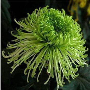 菊花盆栽带花苞开花九月菊室内外阳台花卉秋菊大苗 大线菊  绿水秋波