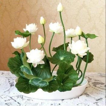 千芳翠香水百合花种球百合花盆栽碗莲荷花种子水培花卉四季种植室内桌面盆栽花卉植物碗莲种子b白莲 图片价格品牌报价 京东