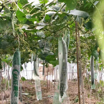 纳邦蔬菜水果套袋套果袋黄瓜丝瓜苦瓜果蔬套袋防虫保护袋丝瓜套袋100