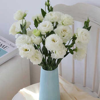 昆明基地直发龙胆花礼品花束日常家庭办公室插花 波浪白洋桔梗400克