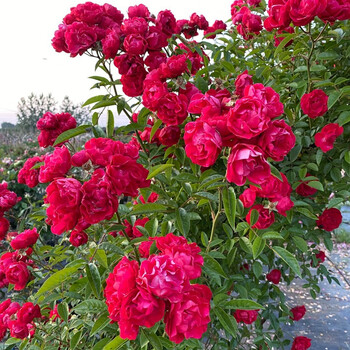 【尔澜四季红木香特大苗带分枝 170-190厘米高】尔澜 四季木香花苗