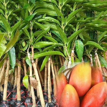 红贵妃芒果苗红金龙芒果桂七果苗金凤凰甜度适中核小无纤维 盆栽 贵妃