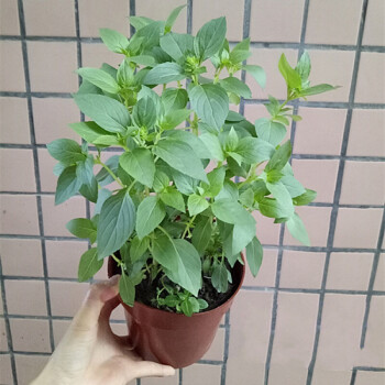 九层塔罗勒叶盆栽阳台百里香煮菜泡水香草香料泡水薄荷九层塔金不换