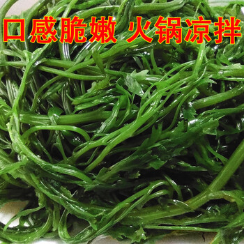 鞭炮笋新鲜海藻羊栖菜火锅凉拌菜海草火炮菜长寿菜荣成盐渍马尾藻2500