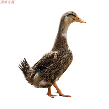 麻鸭散养花边鸭土鸭水鸭包活到家 八只每只1斤左右6公2母【图片 价格