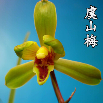 兰花苗 蕙兰虞山梅无花苞 兰草浓香铭品 阳台窗台客厅绿植盆 蕙兰虞山