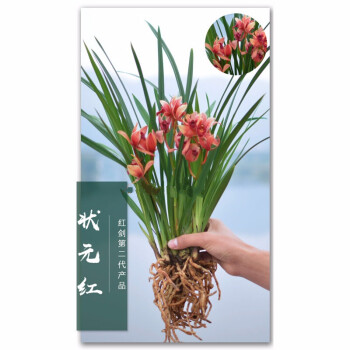 大花蕙兰红酒之恋不带花苞四季兰草幽浓香花卉盆栽绿植物兰花苗 状元