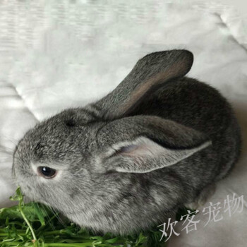 兔子活体肉兔大型宠物兔小白兔比利时肉兔新西兰纯种巨型农家 小灰兔1