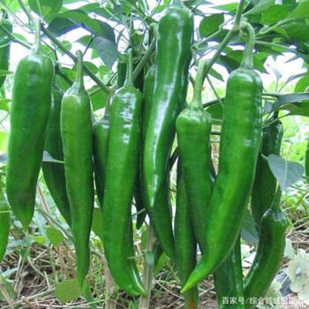 辣椒树大树苗章树港辣椒苗秧苗湖南正宗辣椒种籽四季盆栽种子幼苗高产