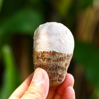 农家自种现挖芋头 农家小香芋新鲜蔬菜毛芋头 粉糯芋艿小芋仔5斤